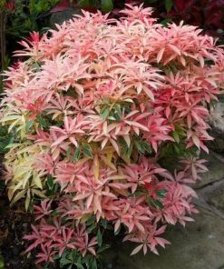 Garden Goods Direct Pieris Flaming Silver Shrubs