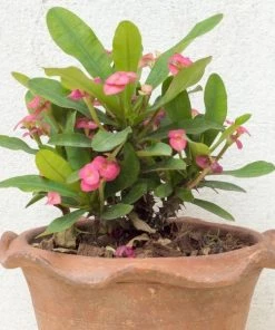 Garden Goods Direct Crown Of Thorns Plant