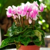 Garden Goods Direct Pink Cyclamen House Plants