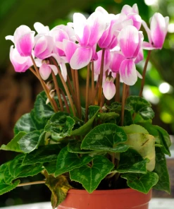 Garden Goods Direct Pink Cyclamen House Plants