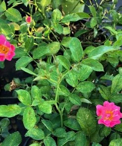 Garden Goods Direct Pink Drift® Rose 6 Garden Goods Direct Pink Drift® Rose