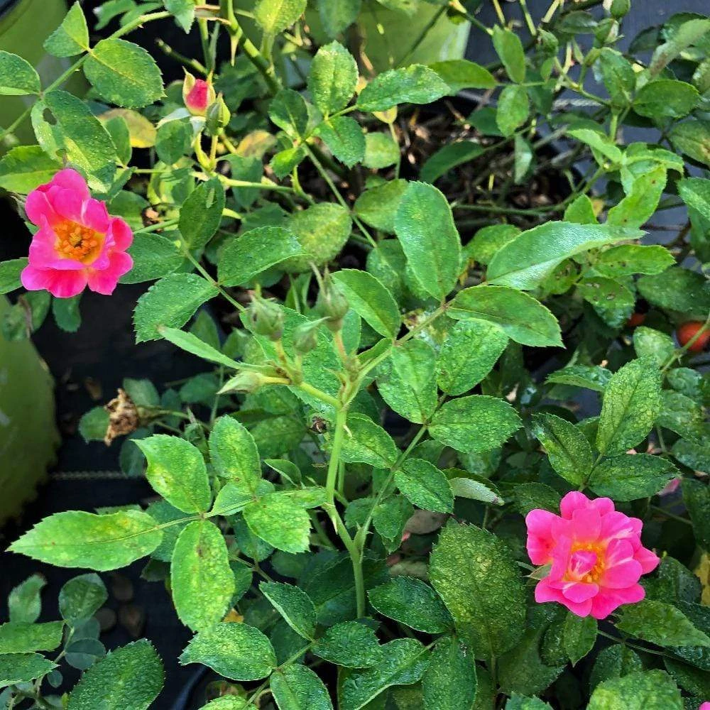 Garden Goods Direct Pink Drift® Rose 3 Garden Goods Direct Pink Drift® Rose