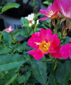 Garden Goods Direct Pink Drift® Rose