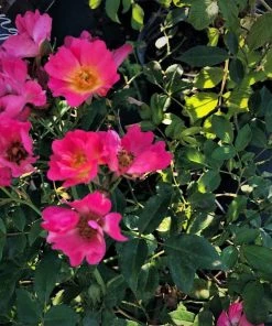 Garden Goods Direct Pink Drift® Rose 7 Garden Goods Direct Pink Drift® Rose