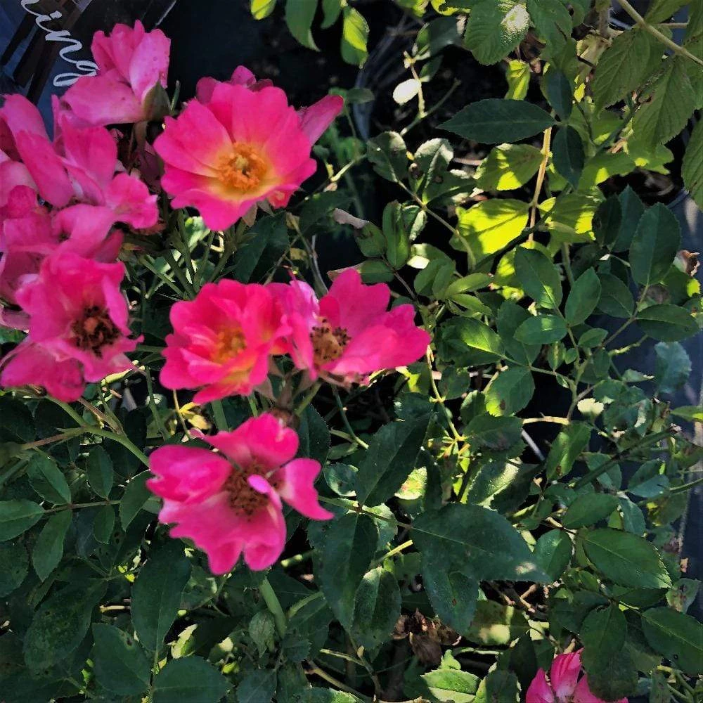 Garden Goods Direct Pink Drift® Rose 4 Garden Goods Direct Pink Drift® Rose