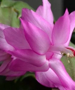Garden Goods Direct House Plants Pink Christmas Cactus