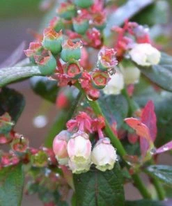 Garden Goods Direct Bushel And Berry® Pink Icing® Blueberry Bushes