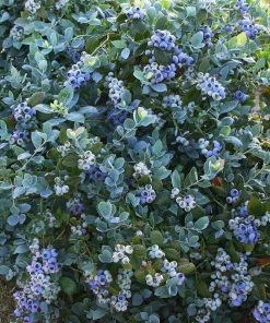 Garden Goods Direct Bushel And Berry® Pink Icing® Blueberry Bushes