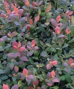 Garden Goods Direct Bushel And Berry® Pink Icing® Blueberry Bushes