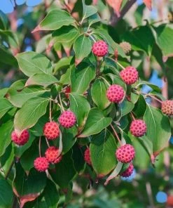 Garden Goods Direct Pink Kousa Dogwood