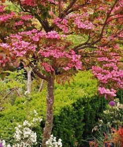 Garden Goods Direct Pink Kousa Dogwood