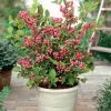 Garden Goods Direct Pink Lemonade Blueberry Bushes