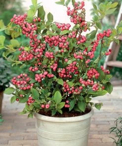 Garden Goods Direct Pink Lemonade Blueberry Bushes