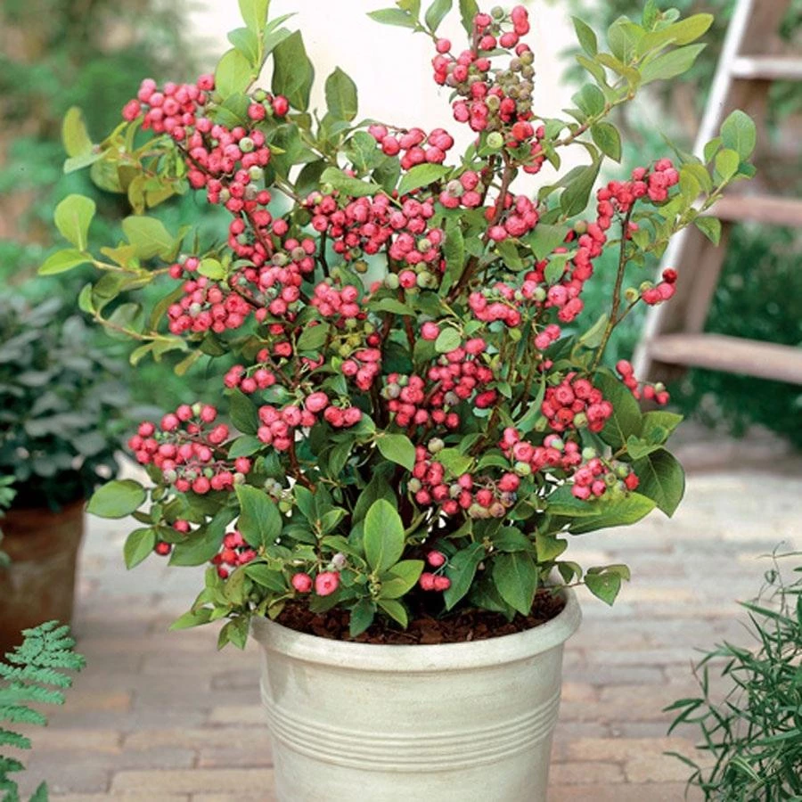 Garden Goods Direct Pink Lemonade Blueberry Bushes 1 Garden Goods Direct Pink Lemonade Blueberry Bushes