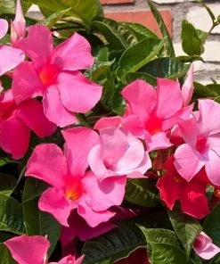 Garden Goods Direct Pink Mandevilla