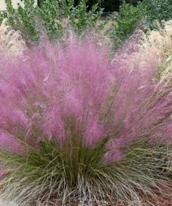 Garden Goods Direct Perennials Pink Muhly Grass