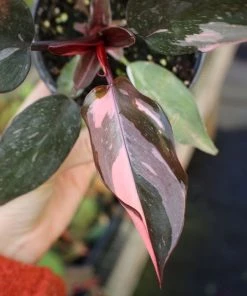 Garden Goods Direct House Plants Pink Princess Philodendron 6 Garden Goods Direct House Plants Pink Princess Philodendron