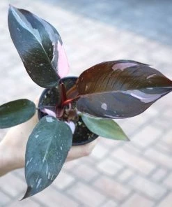 Garden Goods Direct House Plants Pink Princess Philodendron