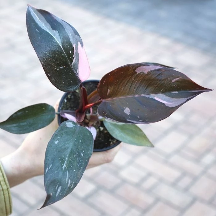 Garden Goods Direct House Plants Pink Princess Philodendron 2 Garden Goods Direct House Plants Pink Princess Philodendron