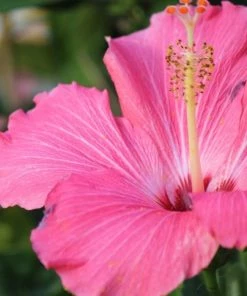 Garden Goods Direct House Plants Pink Hibiscus