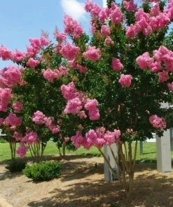 Garden Goods Direct Trees Pink Velour Crape Myrtle