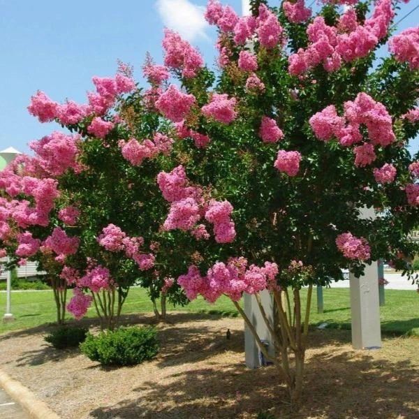 Garden Goods Direct Trees Pink Velour Crape Myrtle 1 Garden Goods Direct Trees Pink Velour Crape Myrtle