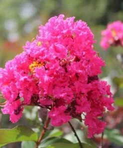 Garden Goods Direct Trees Pink Velour Crape Myrtle 6 Garden Goods Direct Trees Pink Velour Crape Myrtle