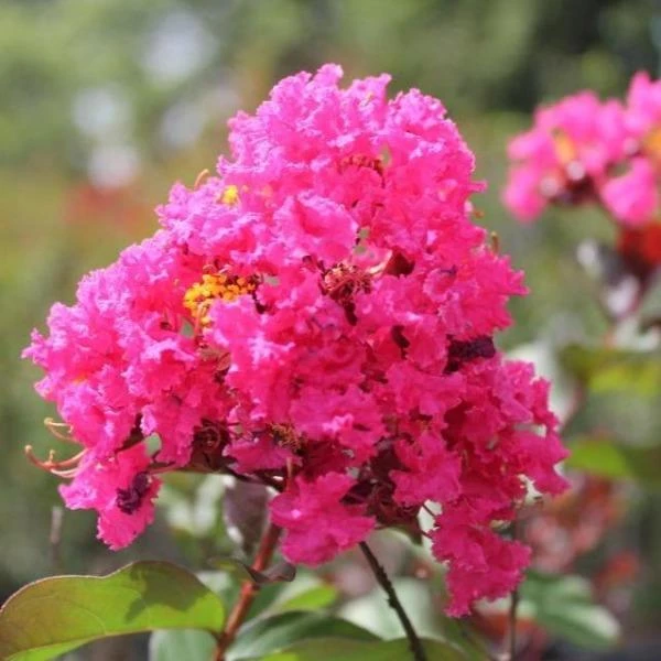Garden Goods Direct Trees Pink Velour Crape Myrtle 3 Garden Goods Direct Trees Pink Velour Crape Myrtle