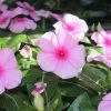 Garden Goods Direct Pink Vinca Annuals