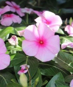 Garden Goods Direct Pink Vinca Annuals