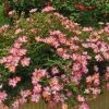 Garden Goods Direct Pink Drift® Rose