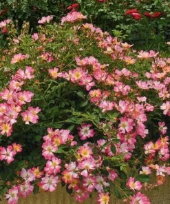 Garden Goods Direct Pink Drift® Rose