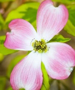 Garden Goods Direct Pink Dogwood Trees