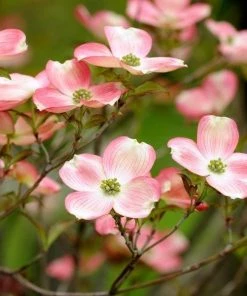 Garden Goods Direct Pink Dogwood Trees