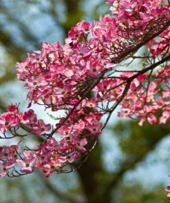Garden Goods Direct Pink Dogwood Trees