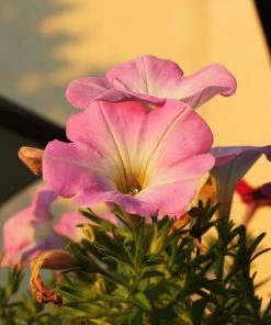 Garden Goods Direct Annuals Pink Petunia
