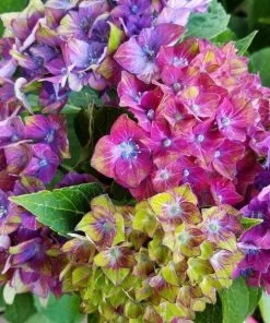 Garden Goods Direct Next Generation Pistachio Hydrangea