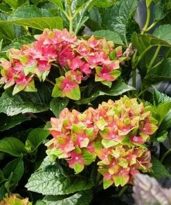 Garden Goods Direct Next Generation Pistachio Hydrangea