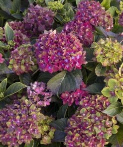 Garden Goods Direct Next Generation Pistachio Hydrangea