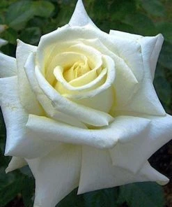 Garden Goods Direct Shrubs Pope John Paul II Rose