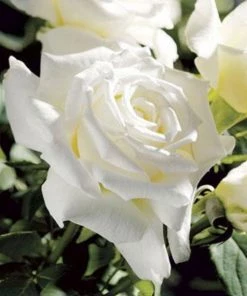 Garden Goods Direct Shrubs Pope John Paul II Rose