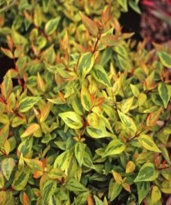 Garden Goods Direct Kaleidoscope Abelia