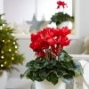 Garden Goods Direct Red Cyclamen House Plants