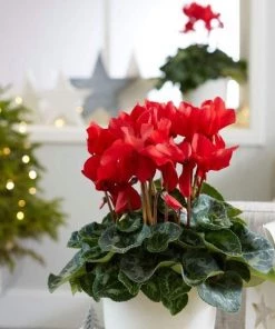 Garden Goods Direct Red Cyclamen House Plants