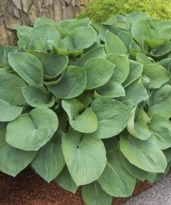 Garden Goods Direct Hosta Elegans Perennials