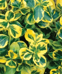 Garden Goods Direct Shrubs Golden Euonymus