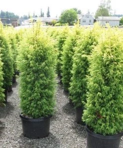 Garden Goods Direct Gold Cone Juniper