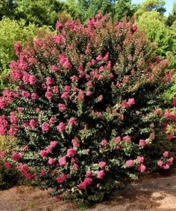 Garden Goods Direct Plum Magic Crape Myrtle Shrubs