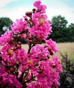 Garden Goods Direct Plum Magic Crape Myrtle Shrubs 5 Garden Goods Direct Plum Magic Crape Myrtle Shrubs