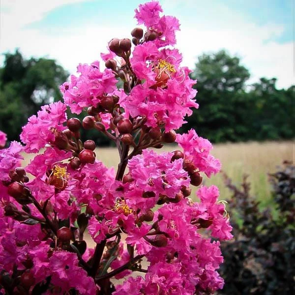 Garden Goods Direct Plum Magic Crape Myrtle Shrubs 3 Garden Goods Direct Plum Magic Crape Myrtle Shrubs